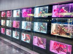 -中环花鸟鱼虫市场