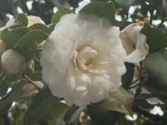 -青岛崂山太清宫