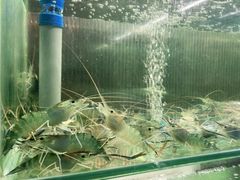 -白仁仔· 活烤海鲜 宵夜(豫园店)