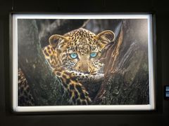 -罗红摄影艺术馆