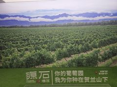 -源石酒庄