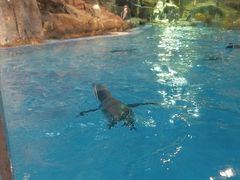 -帝企鹅自助餐厅•儿童岛•真企鹅(长隆企鹅酒店)