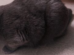 -荔康动物医院(康王北路店)