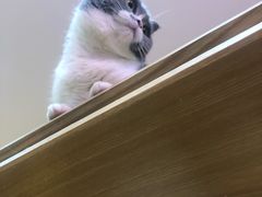 -滚猫咖啡·猫咖·猫友好撸猫(未来城店)