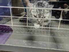-安安宠医宠物医院·异宠·犬猫内科(岳阳分院)