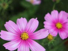 -天适樱花悠乐园