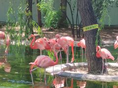 -石家庄市动物园