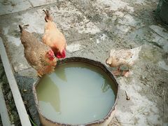 -小鱼草莓采摘园农家乐·小鱼餐厅