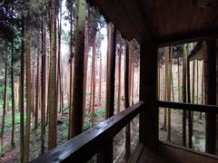 -武陵山森林公园