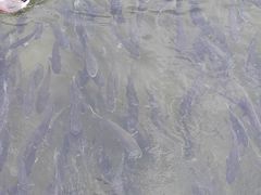 -深圳湾公园(南山区)
