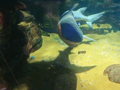 -烟台海昌鲸鲨海洋公园