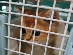 -爱侣宠医·鹦鹉专科·小型哺乳类·异宠专科(灵石路店)