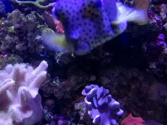 -迪拜水族馆及水下动物园