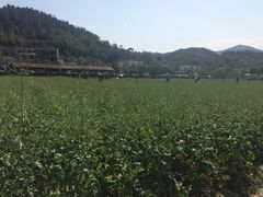 -红山村