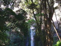 -莫里热带雨林景区