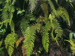 -云南屏边大围山国家公园