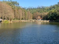-深圳仙湖植物园