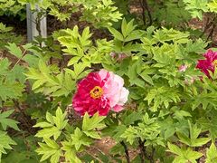 -洛阳市隋唐城遗址植物园