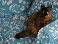 大堂-Sirena海妖日咖夜酒