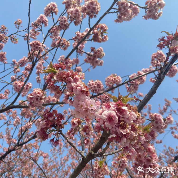 都是爱粉嫩的少女呀，看完樱花可以直接去瘦西湖踏青