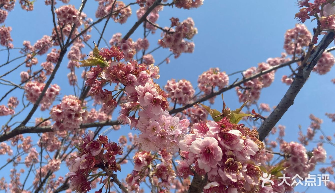 都是爱粉嫩的少女呀,看完樱花可以直接去瘦西湖踏青