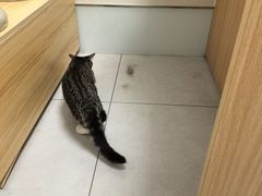 -达爱动物医院·犬猫分区·CT·复杂眼科(远洋山水分院)
