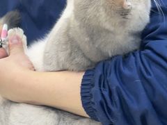 -全心全意连锁动物医院·微创中心·内科急重症·心脏专科(丰管路店)