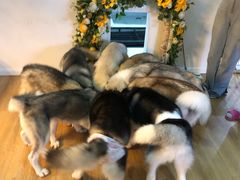 -Husky Go! 哈士奇体验馆·宠物咖啡厅狗咖