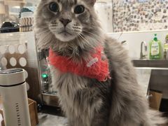 -楼上猫咖(罗湖店)