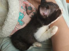 -楼上猫咖(罗湖店)