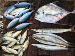 景点-尼甘布海鲜市场