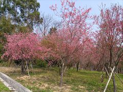 -天适樱花悠乐园