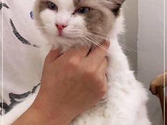 -猫友咖啡店(玉林西路店)