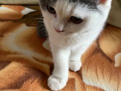 -lincat·猫舍(广州店)