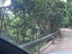 -重庆雨台山风景区