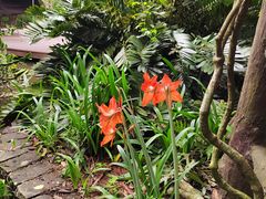 -海南热带野生动植物园