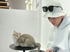 -琪喵猫屋·撸猫猫咖·猫舍