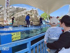 -芜湖新华联大白鲸海洋公园