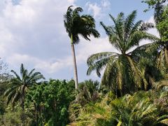 -中国科学院西双版纳热带植物园