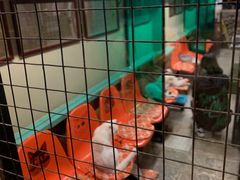 -猫咪博物馆(顶澳仔猫街店)