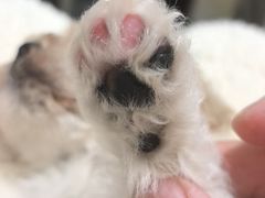 -心仪动物医院·牙专科·肿瘤·心脏科(西客站院)