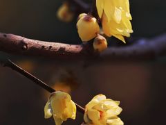 -顾村公园