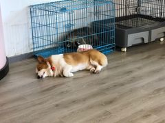 -浣熊柯尔鸭土拨鼠·电玩咖