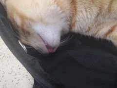 -伟伟宠物医院·CT影像中心·瑞派犬猫综合性门诊(汉口总院)