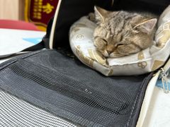 -恒幸动物医院·急重症转诊中心·神经内外科·CT核磁