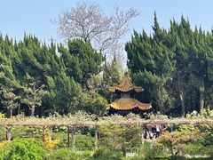 -嘉定紫藤园
