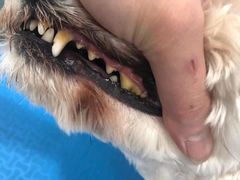 -宠颐生中康贝怡动物医院