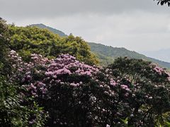 -梧桐山风景名胜区