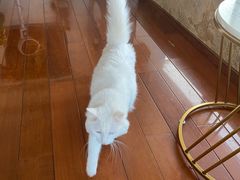 -Catmate·猫肥家润(金润铂宫店)