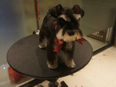 Oh&nbsp;My&nbsp;Dog宠物沙龙&nbsp;(源深店)-Oh My Dog宠物沙龙(伊珊娜皮毛护理店)